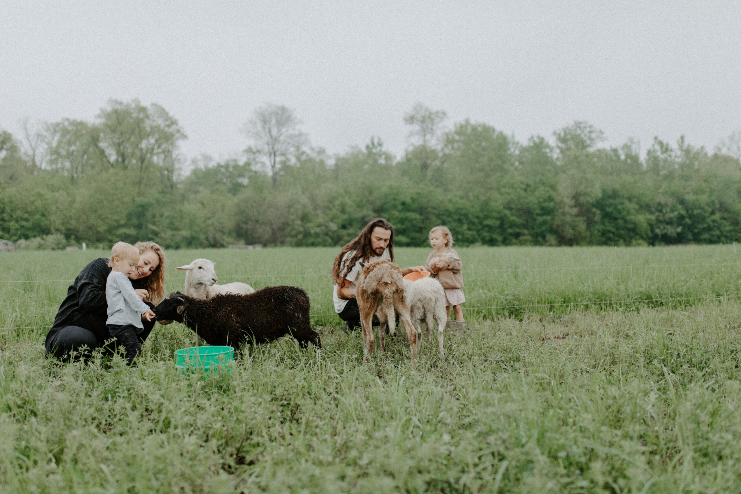 Family feeding sheep on farm